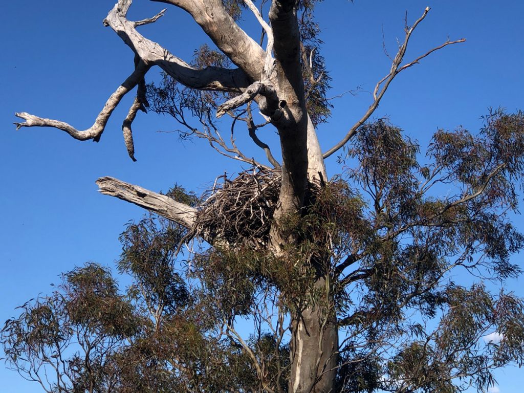 Wedge-tailed Eagle Nest