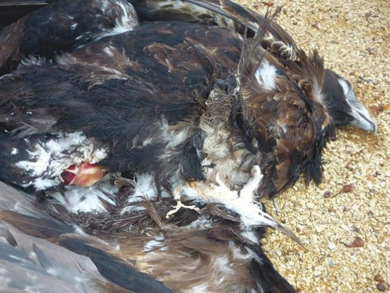 wedge tailed eagle death