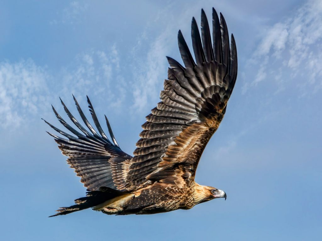 Wedge-tailed-Eagle